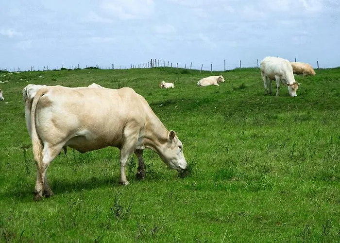 Rural Entrecomillas Comillas